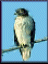 Whawk1